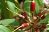 praevernum fruit-1